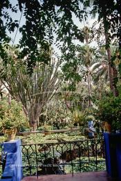 Image du Maroc Professionnelle de  Le Jardin Majorelle une pure merveille crée par le peintre français Jacques Majorelle, qui a eu le coup de foudre pour Marrakech. Yves Saint Laurent et Pierre Bergé font l’acquisition de ce havre de paix durant les années quatre-vingt où Yves Saint Laurent dessina plusieurs pièces. son voeux était de faire de ce parc une œuvre d’art vivante. On y découvre des plantes provenant des cinq continents, yuccas d’Océanie, lotus d’Asie, cactus d’Amérique, palmiers d’Afrique et cyprès d’Europe …, à Marrakech le Lundi 18 Août 1997. ((Photo / Abdeljalil Bounhar)